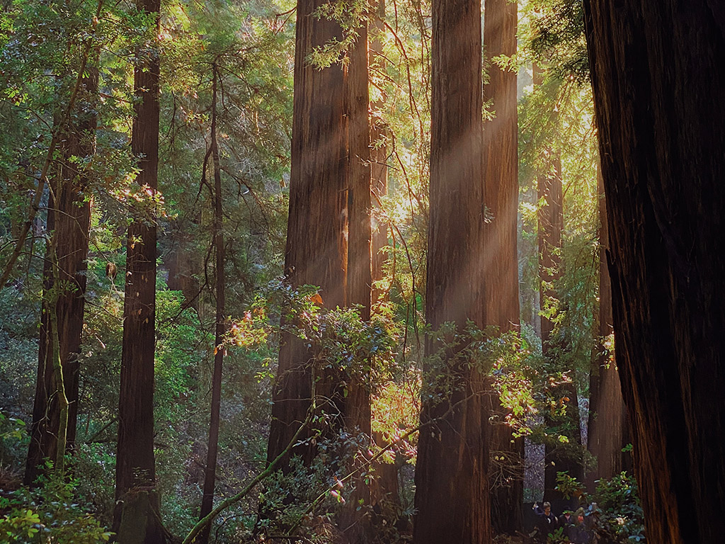 Redwoods Leavitt Insurance Featured Image
