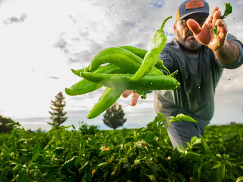 Crop Insurance