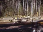 Logging Insurance